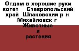 Отдам в хорошие руки котят  - Ставропольский край, Шпаковский р-н, Михайловск г. Животные и растения » Отдам бесплатно   